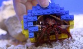LEGO寄居蟹