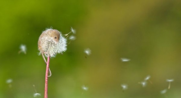 可愛的最高境界：老鼠寶寶加蒲公英2