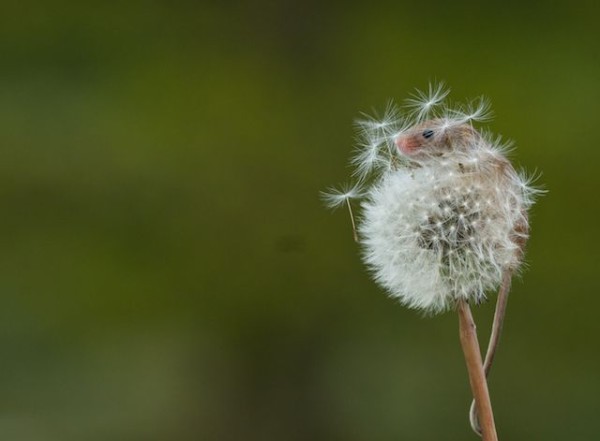 可愛的最高境界：老鼠寶寶加蒲公英3