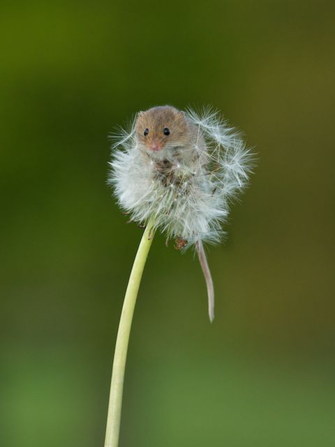 可愛的最高境界：老鼠寶寶加蒲公英4