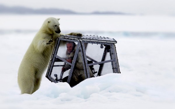 以肉身吸引北極熊的瘋狂攝影師1