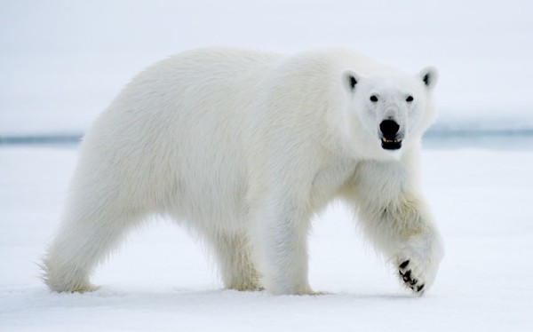 以肉身吸引北極熊的瘋狂攝影師7