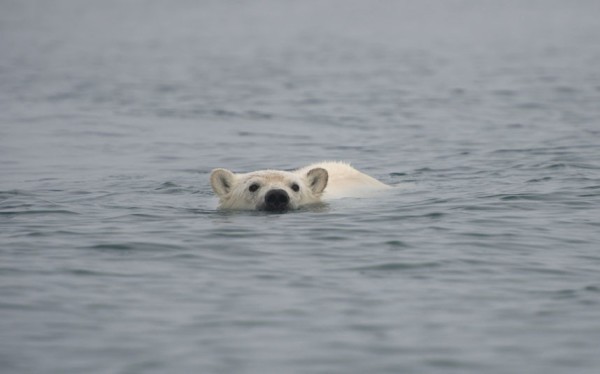 以肉身吸引北極熊的瘋狂攝影師12