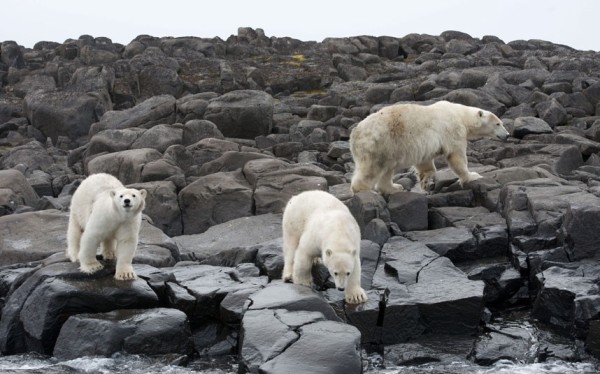 以肉身吸引北極熊的瘋狂攝影師9