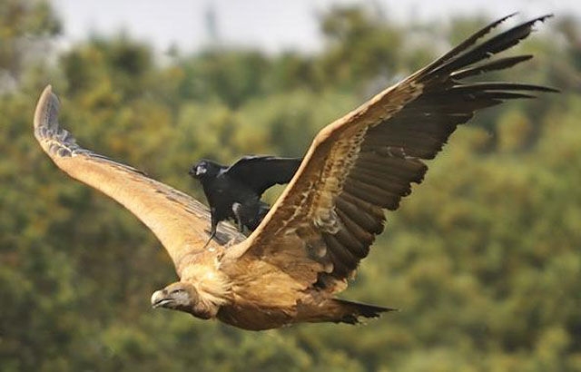 懶惰的人做懶惰的事6