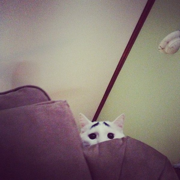 真的不是Photoshop！長了眉毛的憂鬱貓10