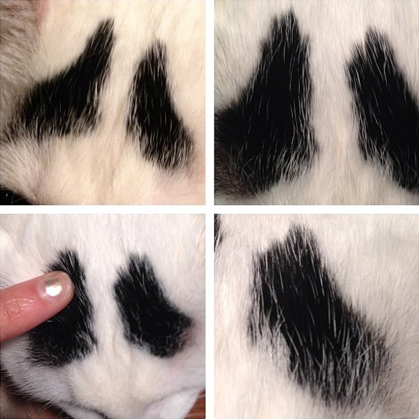 真的不是Photoshop！長了眉毛的憂鬱貓4