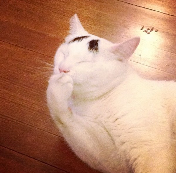 真的不是Photoshop！長了眉毛的憂鬱貓5