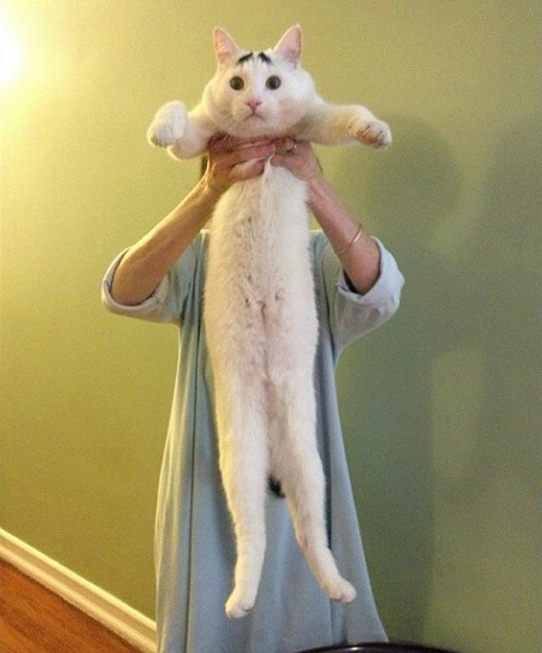 真的不是Photoshop！長了眉毛的憂鬱貓6