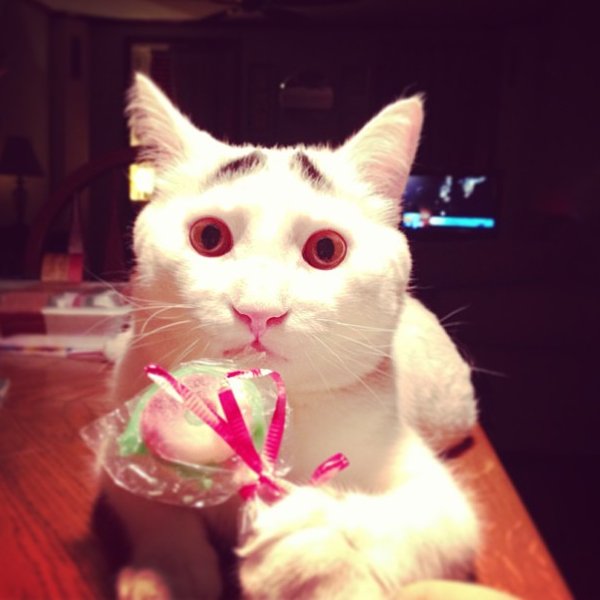 真的不是Photoshop！長了眉毛的憂鬱貓7