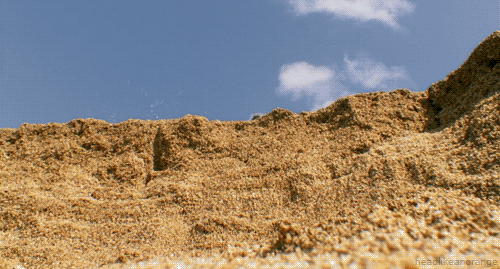 身歷其境！會動的野生動物GIF照片3