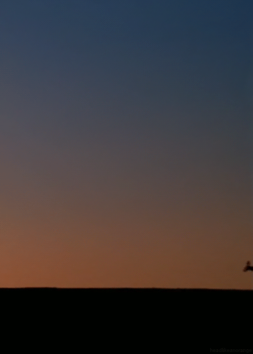 身歷其境！會動的野生動物GIF照片7