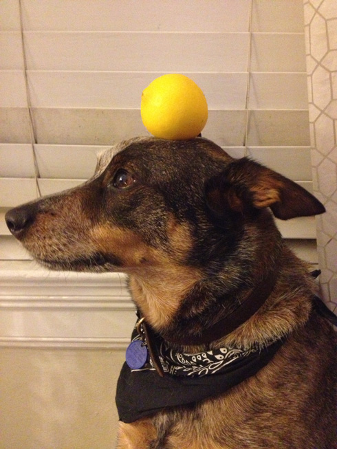 傑克，一隻平衡宇宙萬物的狗16
