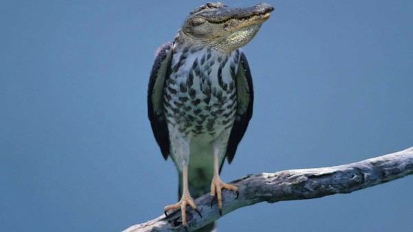 20種不能不存在的混血合體動物10