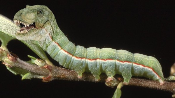 20種不能不存在的混血合體動物11