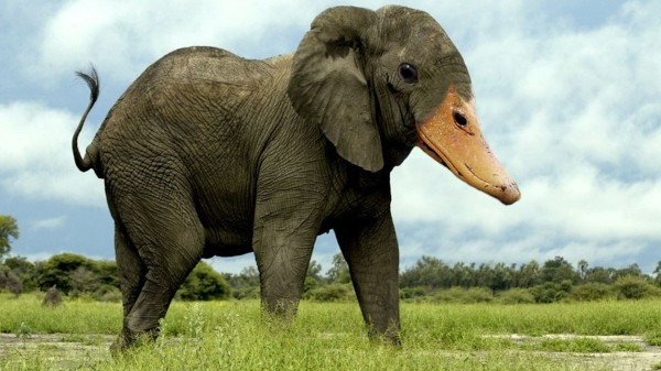 20種不能不存在的混血合體動物12