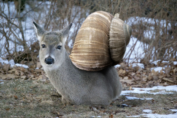 20種不能不存在的混血合體動物14