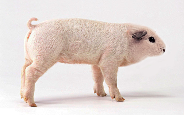 20種不能不存在的混血合體動物15