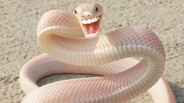 20種不能不存在的混血合體動物16