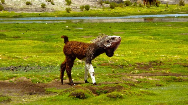 20種不能不存在的混血合體動物4