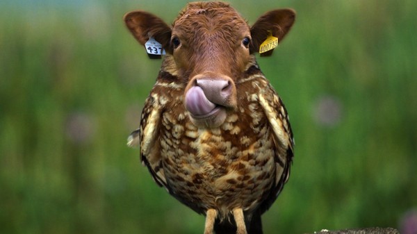 20種不能不存在的混血合體動物7