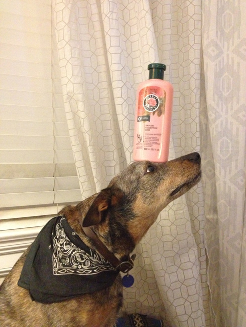 傑克，一隻平衡宇宙萬物的狗11