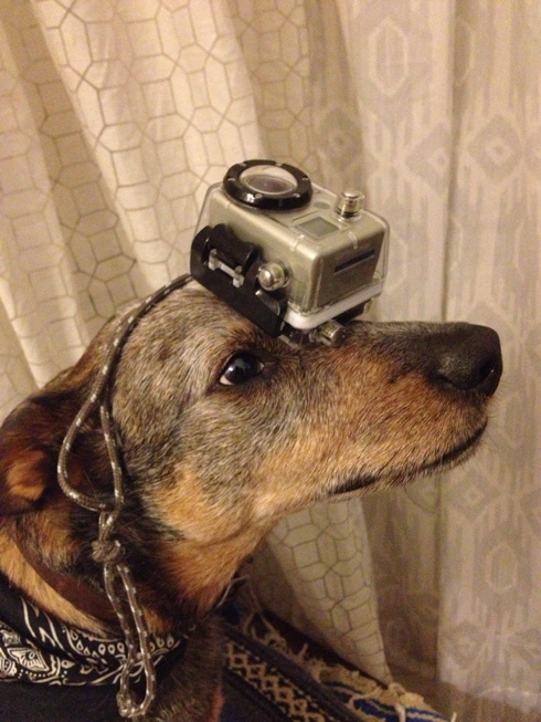 傑克，一隻平衡宇宙萬物的狗13