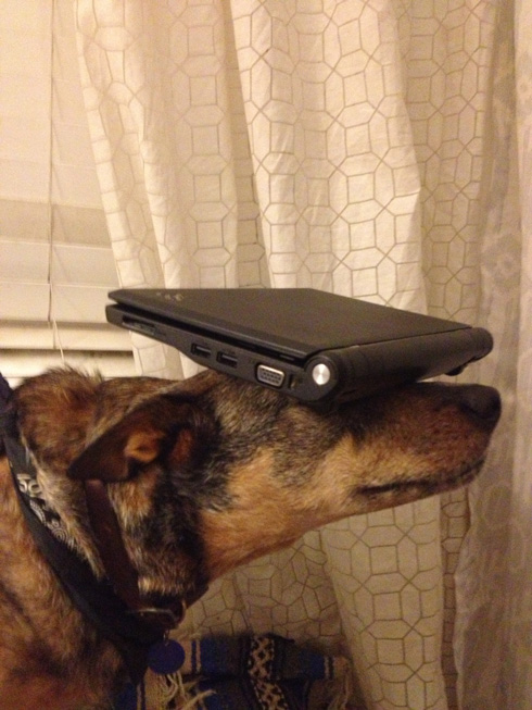 傑克，一隻平衡宇宙萬物的狗18