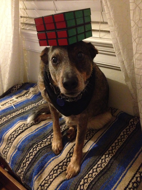 傑克，一隻平衡宇宙萬物的狗20