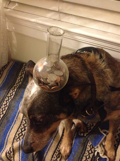 傑克，一隻平衡宇宙萬物的狗21