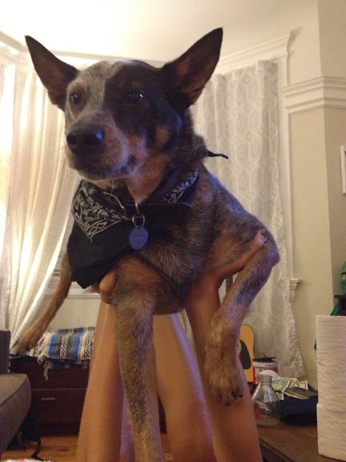 傑克，一隻平衡宇宙萬物的狗22