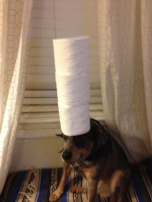 傑克，一隻平衡宇宙萬物的狗3