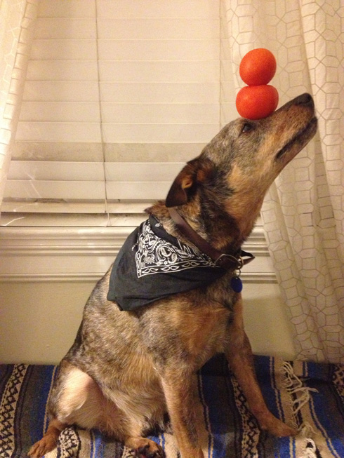 傑克，一隻平衡宇宙萬物的狗4