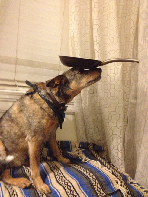 傑克，一隻平衡宇宙萬物的狗6