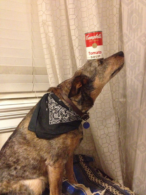 傑克，一隻平衡宇宙萬物的狗8