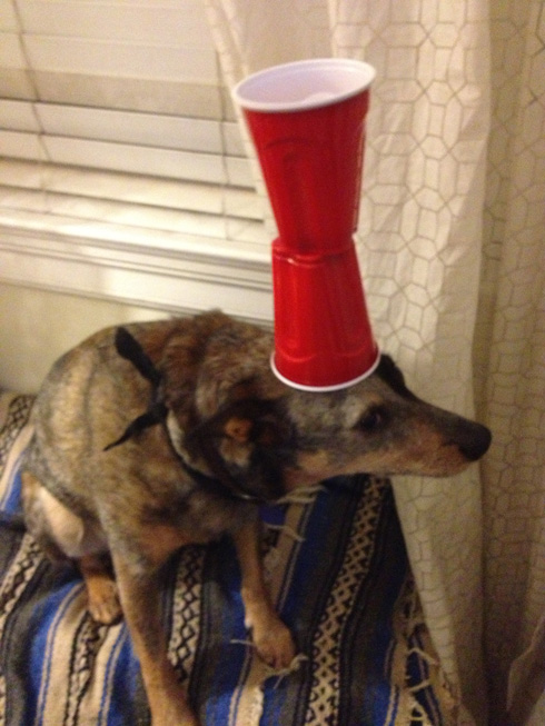 傑克，一隻平衡宇宙萬物的狗9