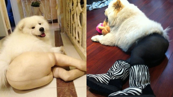 狗狗穿絲襪：這是最糟糕的狗狗惡作劇嗎？2