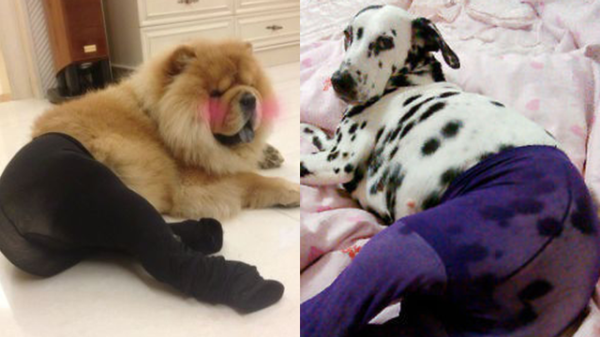 狗狗穿絲襪：這是最糟糕的狗狗惡作劇嗎？3