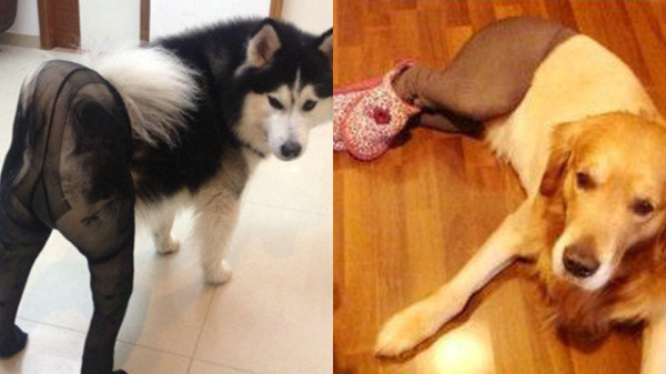 狗狗穿絲襪：這是最糟糕的狗狗惡作劇嗎？4