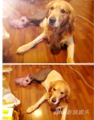 狗狗穿絲襪：這是最糟糕的狗狗惡作劇嗎？6