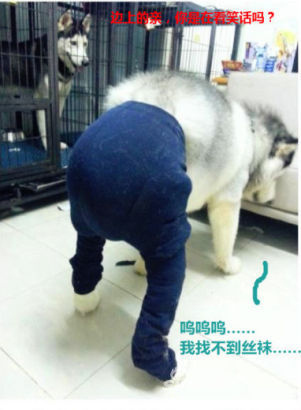 狗狗穿絲襪：這是最糟糕的狗狗惡作劇嗎？7