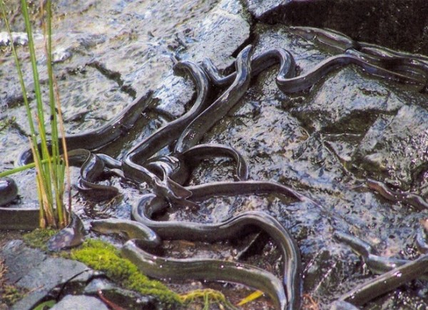 15種強到有點噁心的動物超能力10