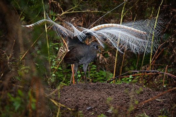 15種強到有點噁心的動物超能力3
