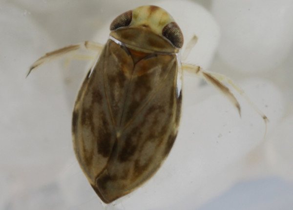 15種強到有點噁心的動物超能力4