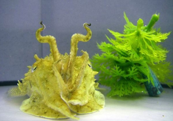 15種強到有點噁心的動物超能力5