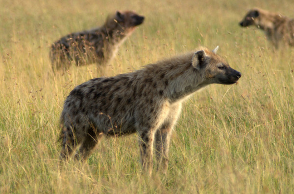 15種強到有點噁心的動物超能力8