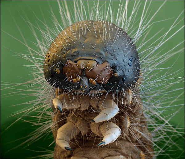 25種你不想在顯微鏡下看到的東西18