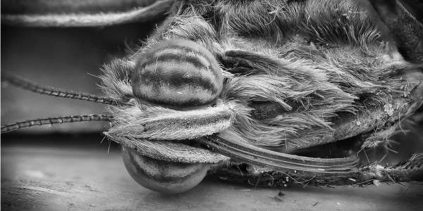 25種你不想在顯微鏡下看到的東西19