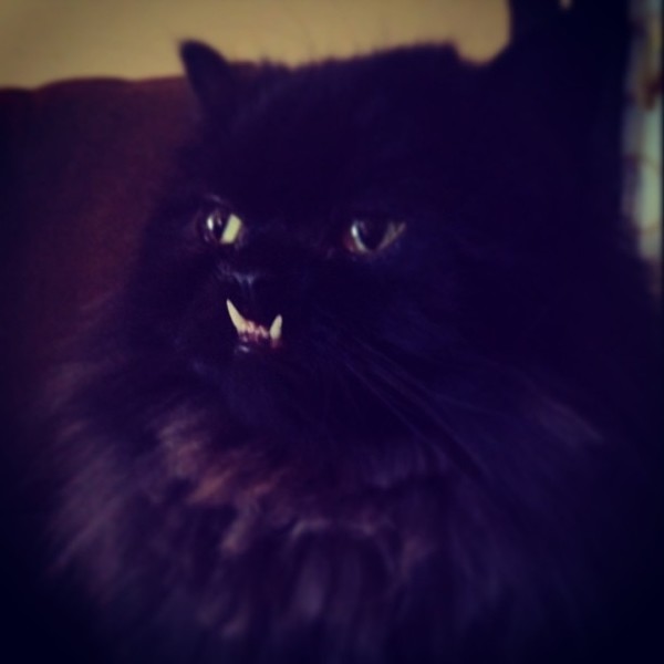 不是假牙，這隻貓真得長這樣！10