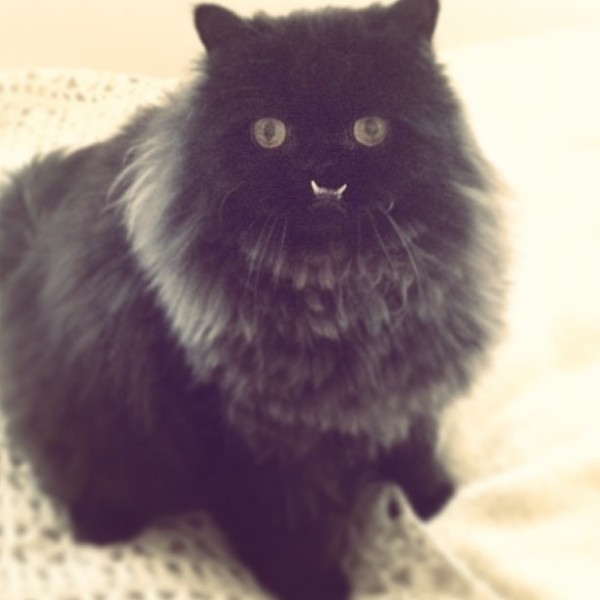 不是假牙，這隻貓真得長這樣！2